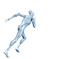 alien muscle maps on white background