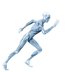 alien muscle maps on white background