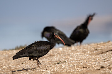 Northern Bald Ibis, Geronticus eremita, Souss-Massa National Park, Morocco.