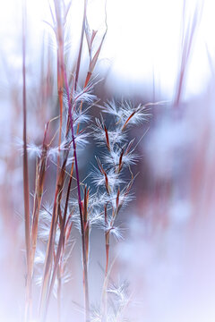 frost on branches