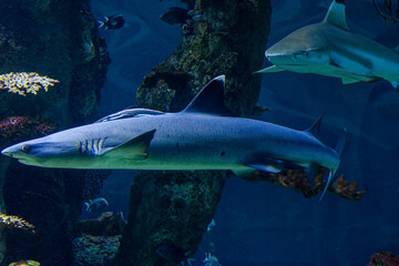 big sharks in a fish tank - obrazy, fototapety, plakaty