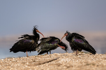 Northern Bald Ibis, Geronticus eremita, Souss-Massa National Park, Morocco.