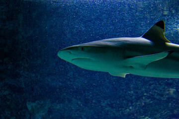 Obraz na płótnie Canvas big sharks in a fish tank