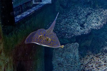 a sting ray in the fish tank
