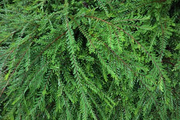 juniperus communis in a garden