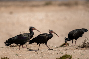 Northern Bald Ibis, Geronticus eremita, Souss-Massa National Park, Morocco.