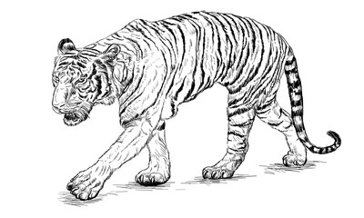 Tiger walking hand draw black line sketch on white vector
