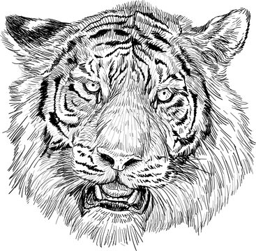 Tiger head hand draw black line sketch on white background vector