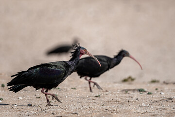 Northern Bald Ibis, Geronticus eremita, Souss-Massa National Park, Morocco.
