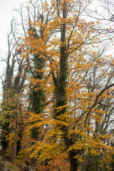 Tall trees growing in autumn forest