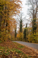 Countryside road in autumn forest