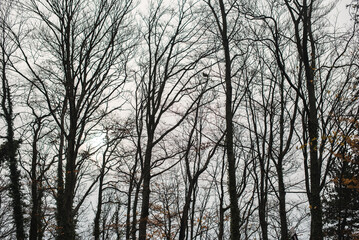 Leafless trees in winter forest