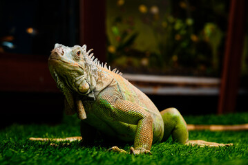 pet store 