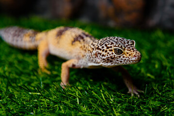 green lizard on a tree