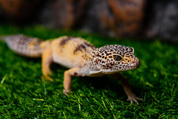 pet store 