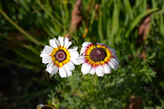 Tricolor daisy flowers