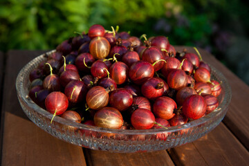 red juicy gooseberry berries close-up on a wooden table in the sun. Summer harvest concept