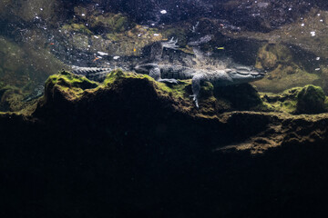 cave diver instructor leading a group of divers in a mexican cenote underwater