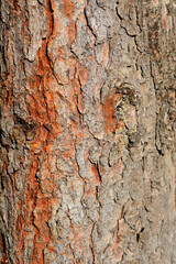 Serbian spruce bark detail