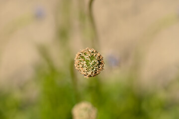 Common globularia seed head