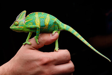 chameleon in hand © Шухрат Хакимов