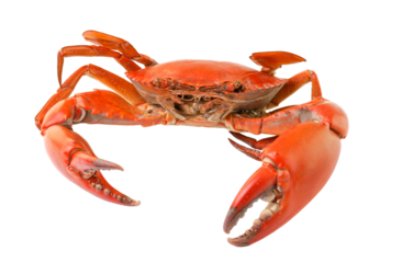 sea crab isolated on transparent png