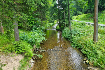 View of a small stream in the forest on a summer day.