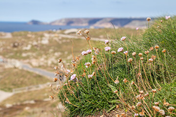 flowers on the cliff