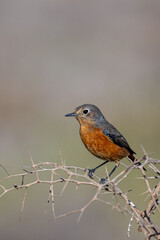 Moussier's redstart female, Phoenicurus moussieri, Morocco.
