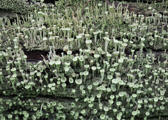 pixie cup lichen scient. name Cladonia asahinae