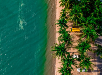 tree in the sea