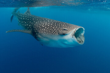 Fototapeta premium Whale shark and woman diver near Isla Mujeres, Mexico