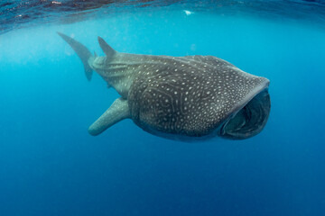 Whale shark and woman diver near Isla Mujeres, Mexico