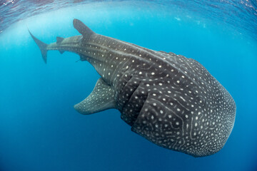 Whale shark and woman diver near Isla Mujeres, Mexico © Subphoto