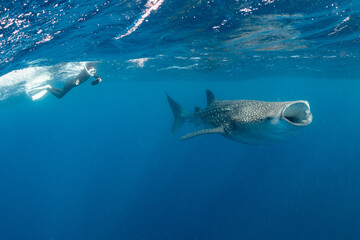 Naklejka premium Whale shark and woman diver near Isla Mujeres, Mexico