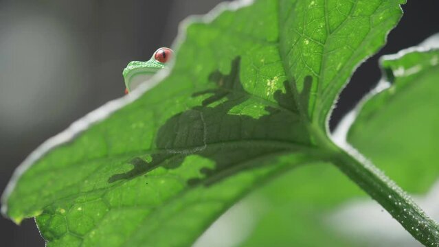 Red-eyed tree frog (Agalychnis callidryas) on leaf silhouette shadow