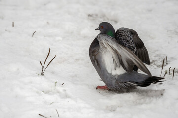 dove spreading its wings in the snow