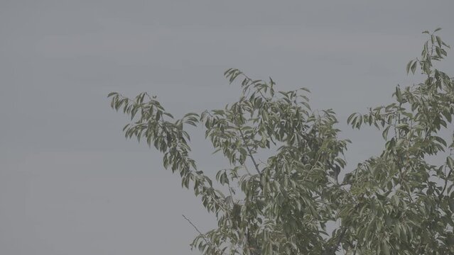 바람에 흔들리는 나무, 나뭇가지 (s-log3, s-gamut3.cine)