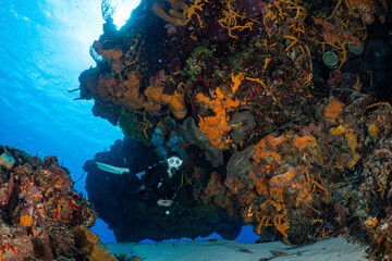 Fototapeta na wymiar woman scuba diving on Cozumel coral reef in Mexico
