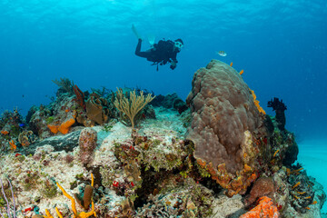 Fototapeta na wymiar woman scuba diving on Cozumel coral reef in Mexico