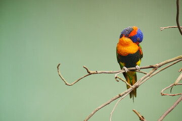 Small parrots stand on the branch against green background with copy space 