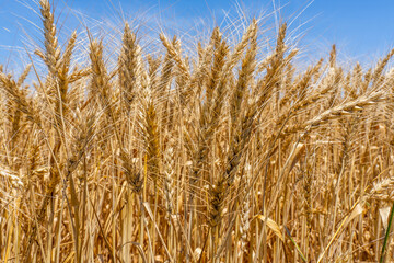 Fototapeta premium Close up of a gold wheat ears. Wheat field in a harvesting period. Blue sky background. Selective focus. High quality photo