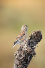 sparrow on a branch