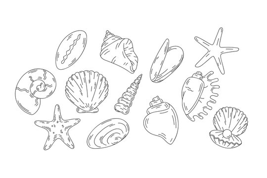 Sketch outline set of seashells isolated on white background.