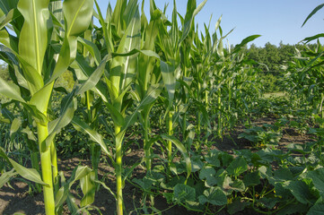 Young corn and green lashes of cucumbers against the blue sky and trees. Close-up, selective focus.