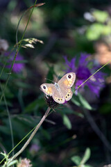 View of large wall brown butterfly