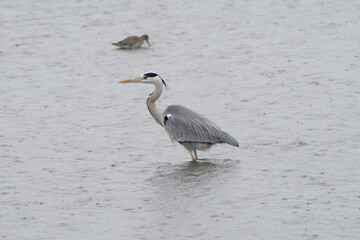 Un héron cendré pêche sous la pluie  (Ardea cinerea) 