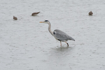 Un héron cendré pêche sous la pluie  (Ardea cinerea) 