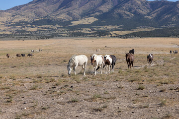 Fototapeta premium Wild Horses in Summer in the Utah Desert