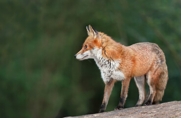 Close up of a Red fox standing on a log